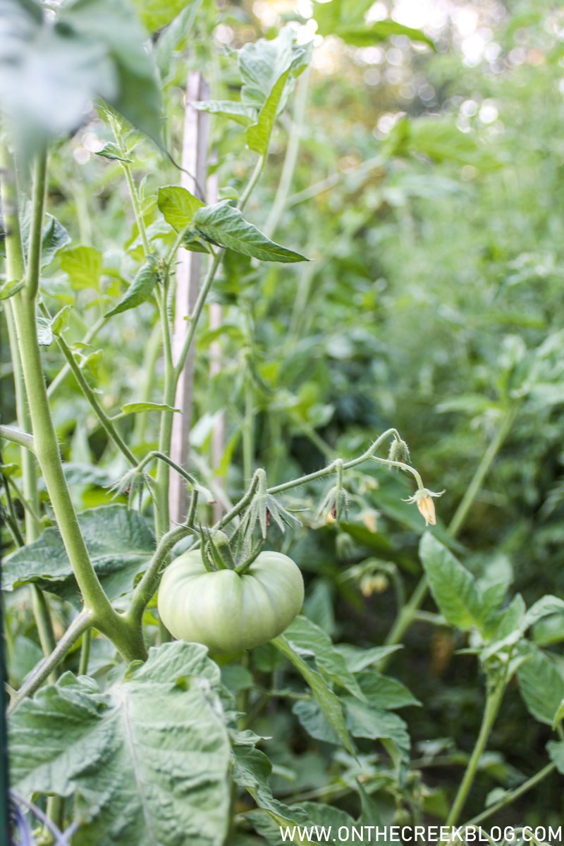 Tomatoes in the garden | On The Creek Blog