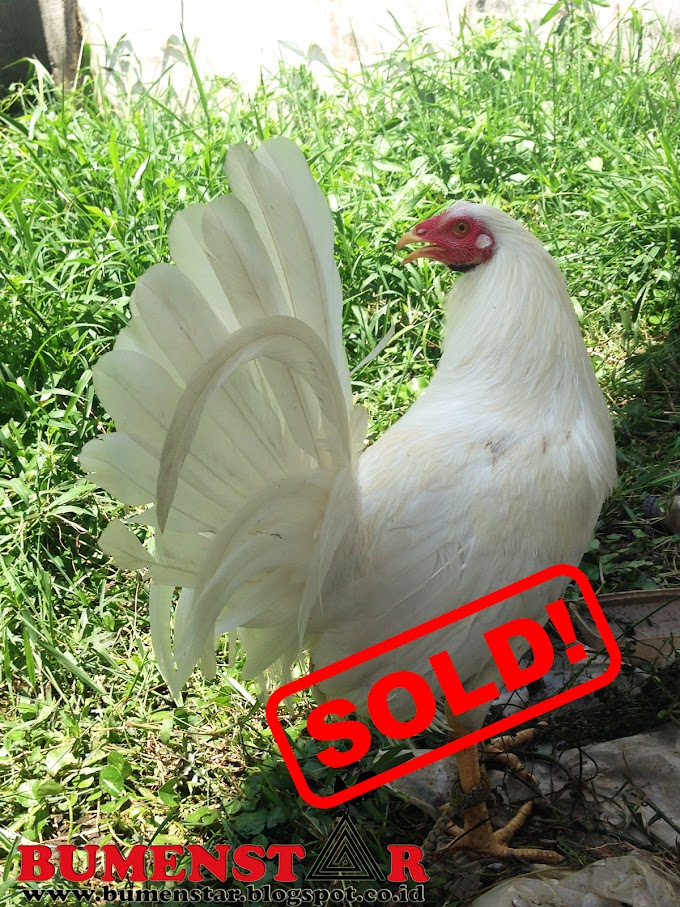 JUAL AYAM PHILIPINE / FILIPIN INDUKAN IMPOR PEMBUNUH WHITE CLARET