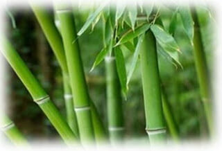  Serumpun  Bambu 