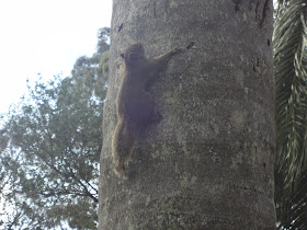 Parque do Carmo em São Paulo esquilo