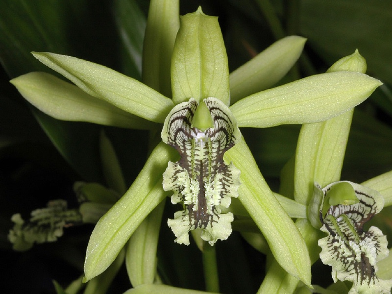  anggrek  ist Genus bulan ini Coelogyne genus of the 