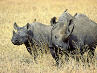 First wildlife bond issued by World Bank to save Africa’s Black Rhino.