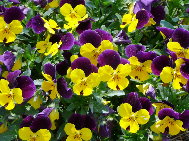 Trend Masa Kini Gambar Bunga Violet, Rak Bunga