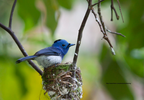  Gambar Burung Berwarna