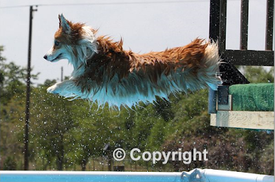 Dock Dogs