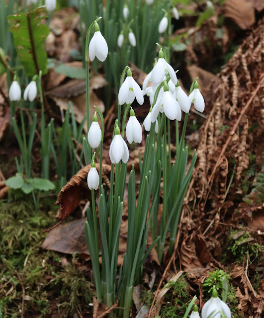 Snowdrops