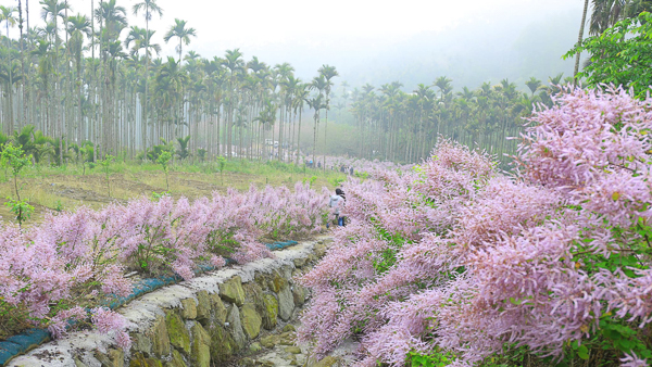 雲林古坑青山坪咖啡農場龍形麝香木花道，綿延200公尺粉紫巨龍