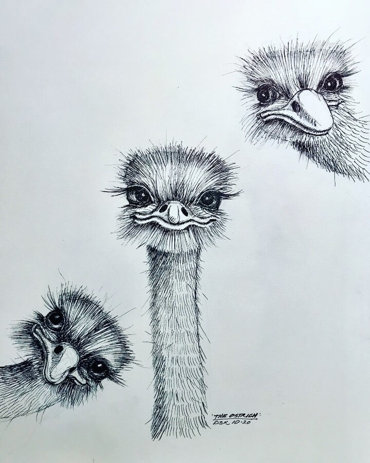 04-Funny-Ostrich-Animal-Drawings-Diantha-Susan-Korzun-www-designstack-co