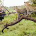 Jhalana Safari Park (Jaipur) What You Need To Know Before You Go