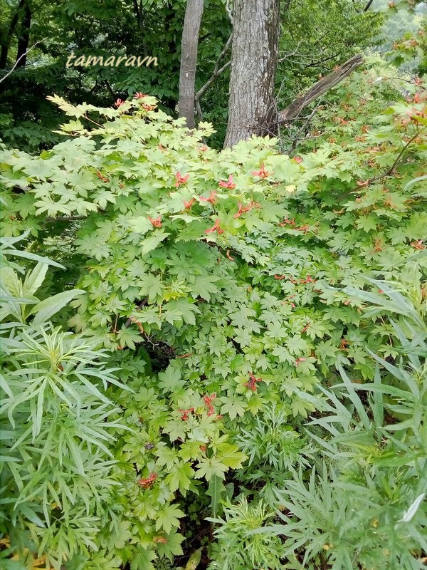 Клён ложнозибольдов (Acer pseudosieboldianum)