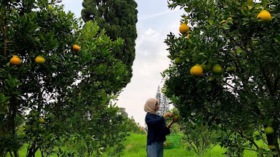 Mupu Jeruk, Wisata Memetik Buah Jeruk ala Jepang