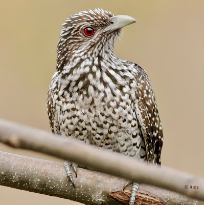"Rare the Asian Koel - Eudynamys scolopaceus, female, with its flaming eyes sitting on a branch."