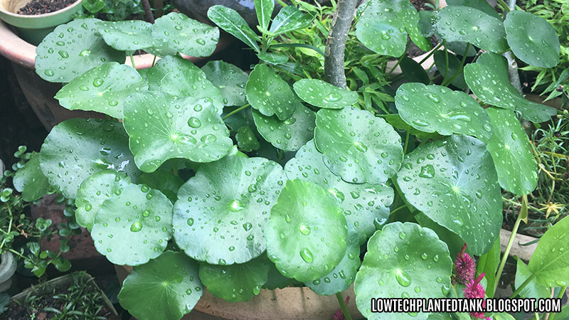 Hydrocotyle Verticillata Pegaga