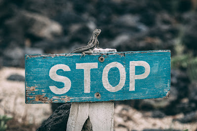 Lizzard sitting atop a teal colored sign that says Stop.