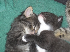 Picture of two sleeping kittens, funny cat photos