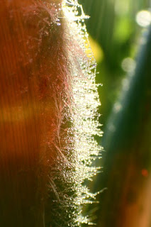 Mais im Gegenlicht - corn with back light