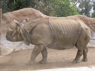 The rhinoceros snorts and snuffs