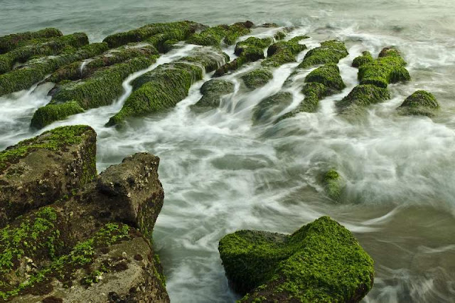 Las algas secuestran grandes cantidades de CO2 de la atmósfera