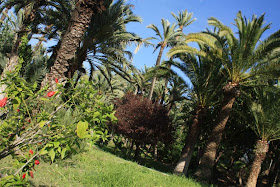 Palms in a park of Elche