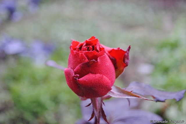 Rosa rossa a gennaio