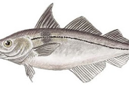 Haddock (Melanogrammus aegleﬁnus)