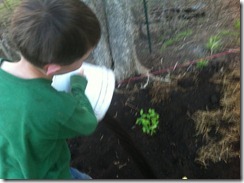 blueberryplanting5