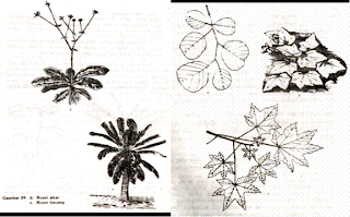 Gambar  Roset akar dan batang Gambar Mosaik daun
