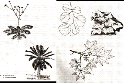 Tata Letak Daun Pada Batang (Phyllotaxis atau Dispositio Foliorum)