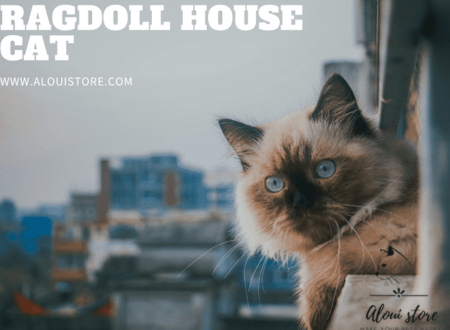 Ragdoll House Cat