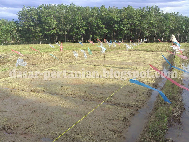 Inilah Cara Ampuh Mencegah Hama Burung Pada Penyemaian Padi