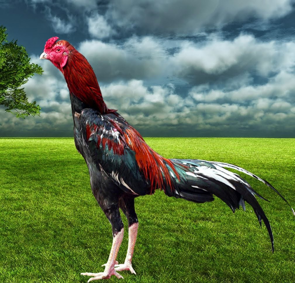 Ciri-Ciri Ayam Bangkok Tangguh Bermental Juara | Ayam Juara
