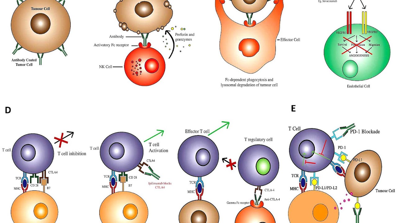 Monoclonal Antibodies Side Effects