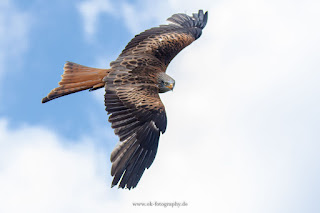 Naturfotografie Adlerwarte Berlebeck Rotmilan Olaf Kerber