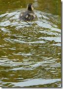 duckling5