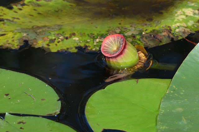 Everglades Rivers flower