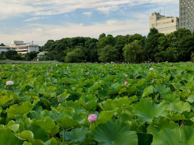 不忍池 蓮の花