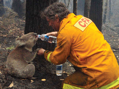 A firefighter gives water to a koala bear after the Black Saturday fires in Australia in 2009.