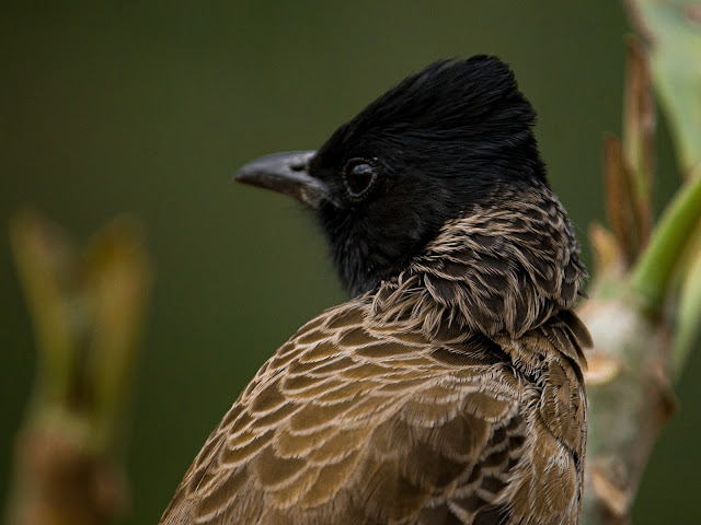 Bulbul
