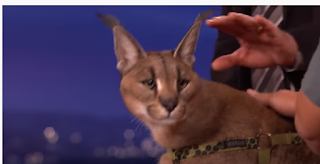 Caracal on Conan