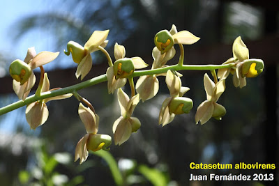 Catasetum albovirens care and culture