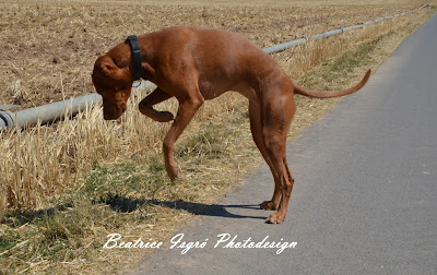 Magyar Vizsla im Sprung