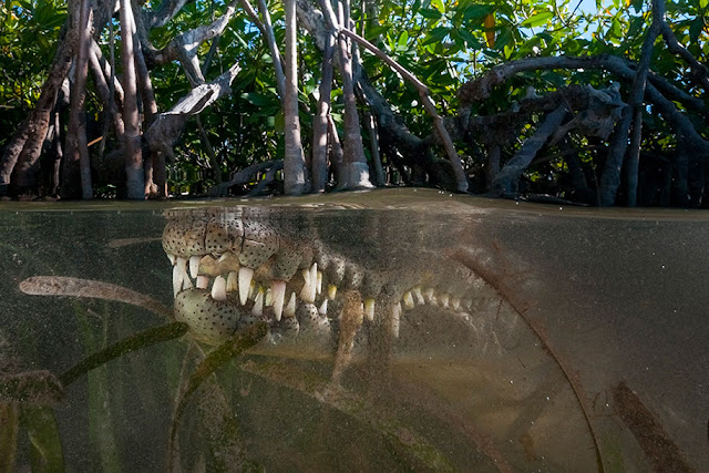 Fotógrafo registra incríveis imagens da vida marinha dentro e fora d'água