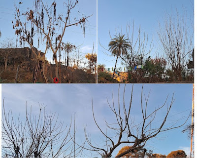 "Springtime in the Aravalli range, a transformation from arid trees scorched by winter's freeze"