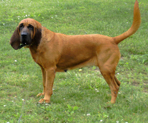 Bloodhound Dog Picture