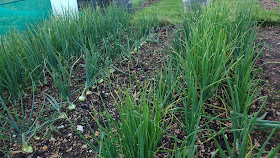 allotment update midsummer in Norfolk