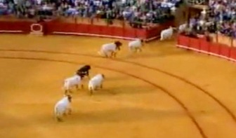Arrojado024