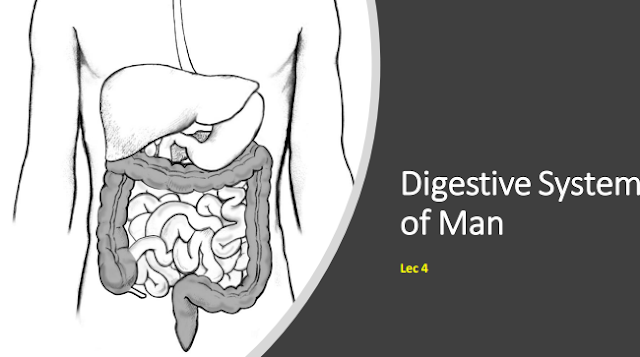 Digestive System Biology PDF books 