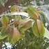 Arjun tree (Terminalia Arjuna) protects from anything