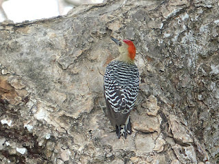 Melanerpes rubricapillus - Pic à couronne rouge