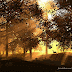  Lindo Wallpaper de Raios do Sol entre Árvores da Floresta 